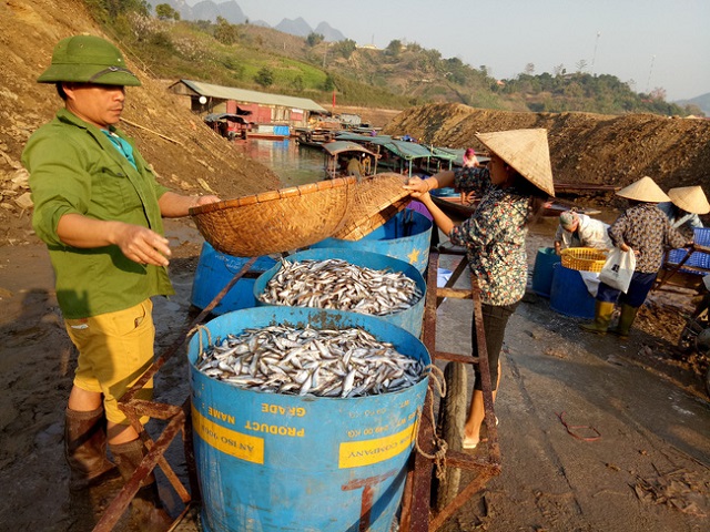 Sơn La: Xây dựng và phát triển thương hiệu 'Cá tép dầu sông Đà'